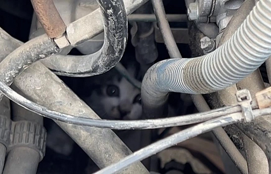 Otomobilin motoruna sıkışan yavru kediyi itfaiye kurtardı