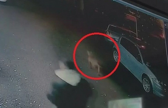 Bursa'da köpek vahseti! 2 çocuk yaralandı...
