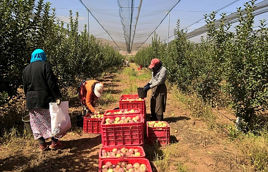 Resmi Gazete'de yayımlandı! 2027 tarım destekleri belli oldu| Malatya'da ürün deseni şekillendi...