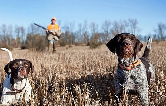 Resmi Gazete'de yayımlandı|Malatya'da av takvimi belli oldu: Çakala yasak, Kekliğe tarih verildi....