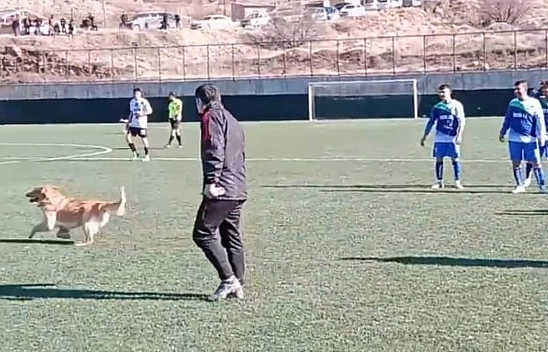 Sahaya giren köpek maçı durdurdu