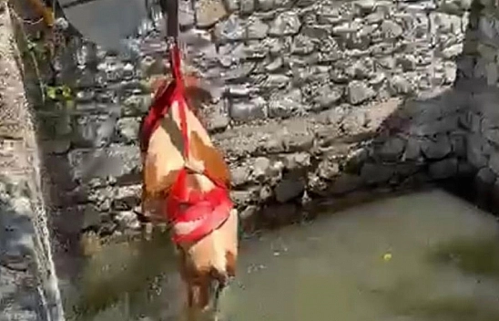 Sahipleri gözyaşlarına boğuldu! Malatya'da havuza düşen gebe inek için ekipler seferber oldu