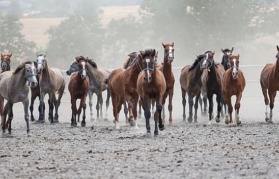Şampiyonlar Satışa Çıkıyor... Heyecana Malatyalılar Ortak Oluyor...