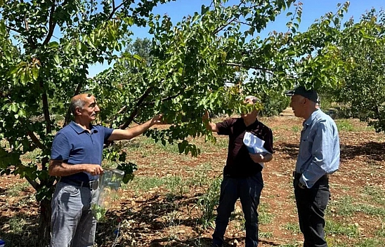Şarka virüsü için alarm: Malatya'da 154 numune incelendi