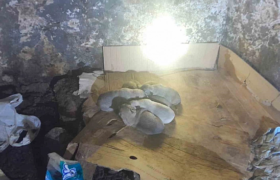 Yavru köpekleri korucular kurtardı