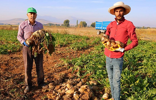 Şeker pancarı hasadı başladı