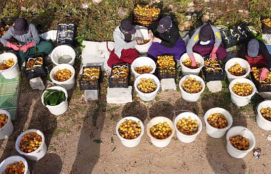 Sıcaklar etkiledi hasat erken başladı!