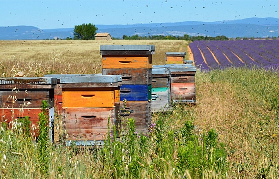 Sivaslı, Malatyalıdan 2,5 kat daha fazla kazandı..!