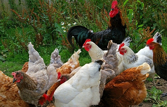 Sofralarımızın Vazgeçilmezi Tehlikede Mi?