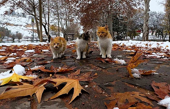 Malatya'da Sokak Hayvanlarına Yardım Eli: Kışın Onlar İçin Ne Yapılabilir?