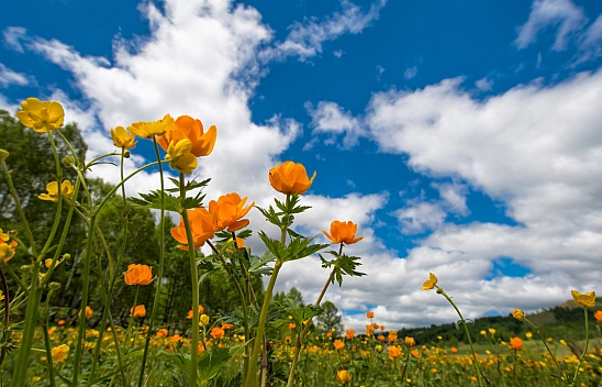 Sonbahar kendini hissettiriyor: Malatya'da rüzgar ve soğuk hava etkili olacak!