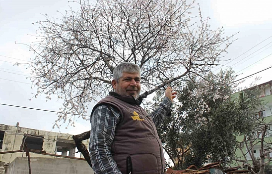 Hatay'da badem ağacı çiçek açtı
