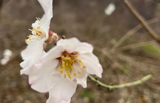 Şubat ayında çiçek açtı