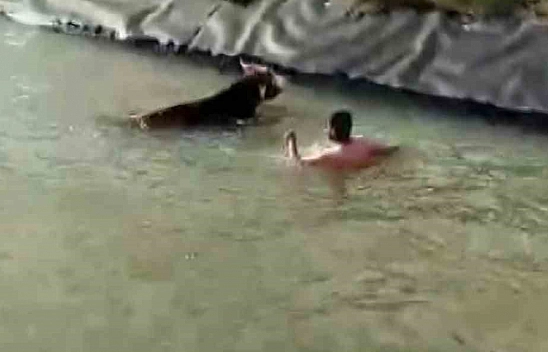 Sivaslı besici, ineği için canını tehlikeye attı!