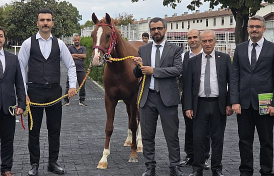 Sultansuyu'nun tayları 51,6 milyon TL'ye satıldı