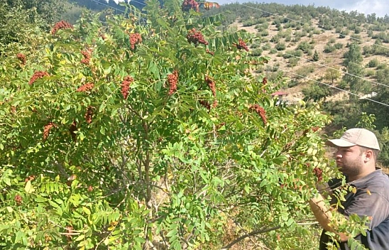 Sumak hasadı başladı