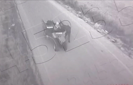 Malatya'da tarım hırsızlığı!