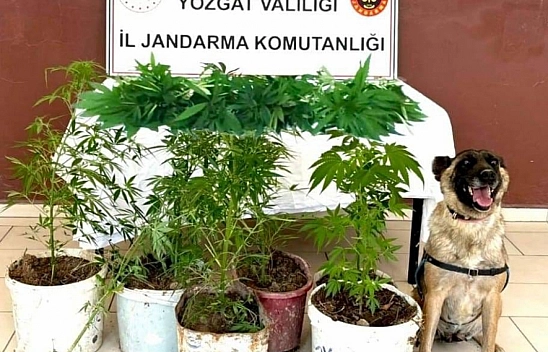 27 kök kenevir ele geçirildi