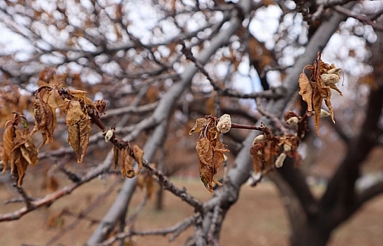 TARSİM heyeti Malatya'da zirai don zararını inceledi