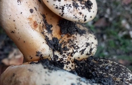 Üçlü mantar görenleri şaşırttı