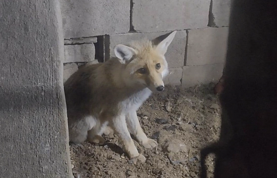 Tavuklarını telef eden tilkiyi doğaya bıraktı