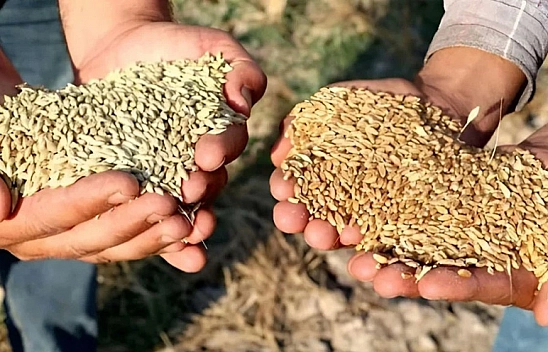 TMO Malatya'da arpa ve buğday alımlarını açtı: Fiyat listesi yayımlandı...