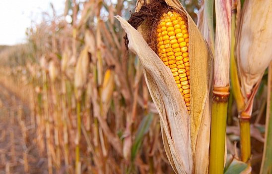 TMO, Malatya'da Mısır Alımına 18 Ağustos'ta Başlıyor! Randevu sistemi 16 Ağustos'ta açılacak