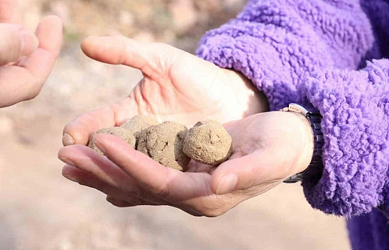 Tohum topları toprakla buluştu