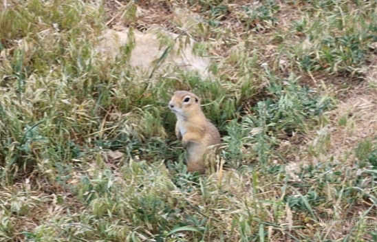 Toprağın gizli kahramanı Malatya'da görüntülendi!