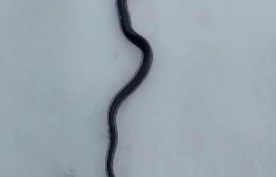 Tunceli'de deprem korkusu