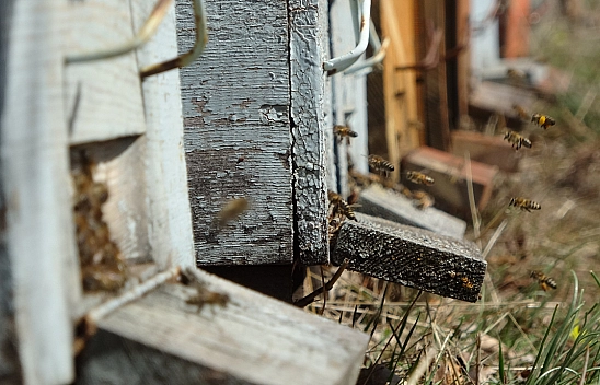 Türkiye'nin En Zengin Çiçek Florasına Sahip Bölgesi: Zara Balı ile Dünyayı Tatlandırıyor