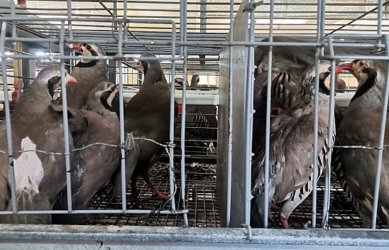 Türkiye'nin ilk istasyonunda üretiliyor! Yakında doğaya salınacak..!