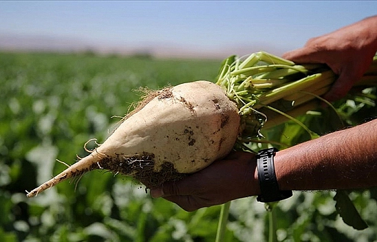 TÜRKŞEKER'den pancar üreticisine fiyat sözü!