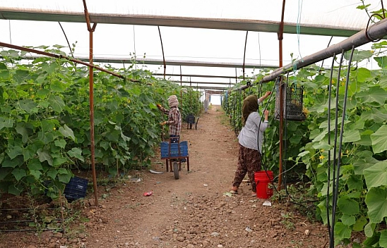 Turşuluk ürünlerde hasat başladı