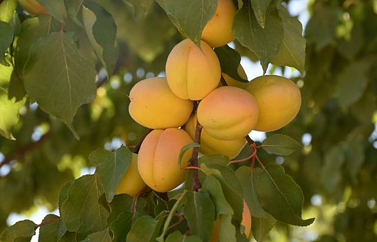 Üretici üretiyor... Marketler yüzde 160 pahalıya satıyor..! 'Sarı Altın' değer görmüyor!