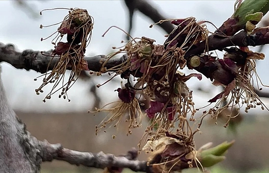 Uzmanlardan sonra üreticilerde endişeli...!