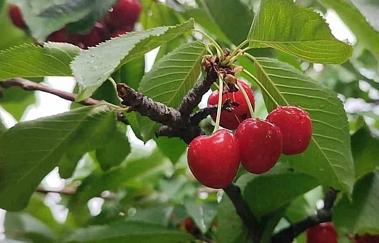 Vali acı gerçeği açıkladı... Zirai don felaketinde Kastamonu'da kiraz,  Malatya'da kayısı kalmadı...