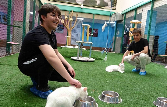 Van Kedileri, villasında misafirlerini ağırlıyor