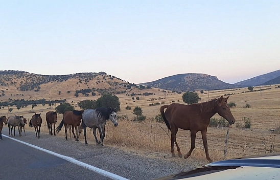 Yaban at sürüsü yola indi