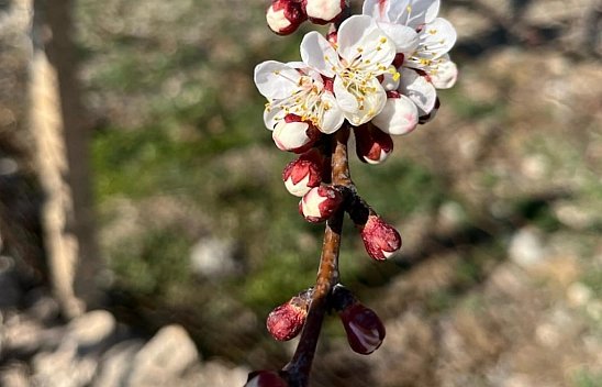 Yalancı Baharı Yaşayan Malatya'da, kayısı tomurcuklandı…