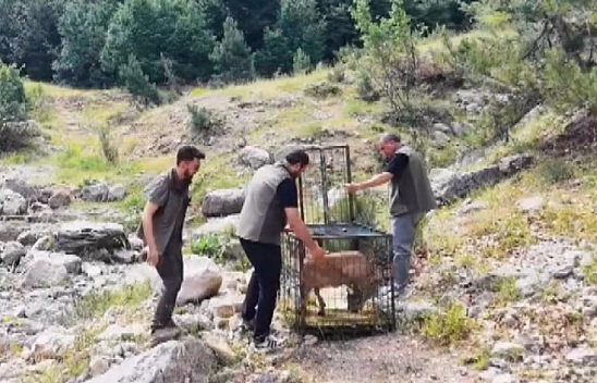 Yaralı dağ keçisi tedavisinin ardından doğaya bırakıldı