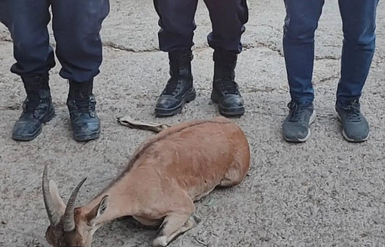 Yaralı dağ keçisini jandarma kurtardı