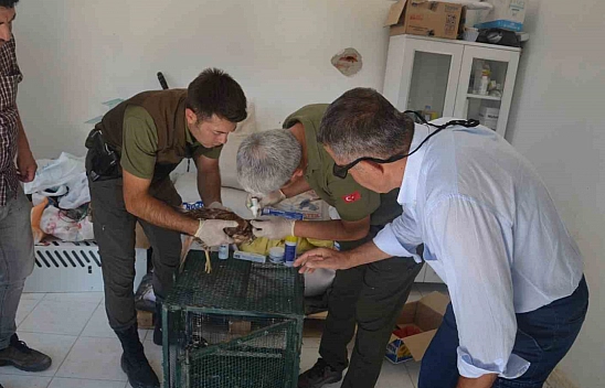Yaralı hayvan tedavi altına alındı