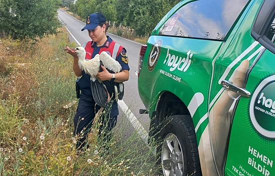 Yaralı leylek, koruma altına alındı