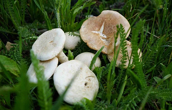 Yedikleri Mantardan Zehirlendiler