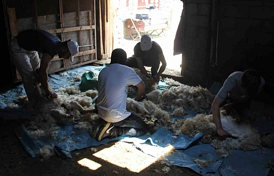 Yaylalarda koyun kırkma zamanı