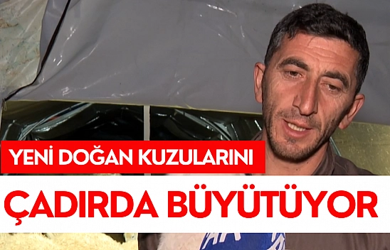 Yeni doğan kuzularını çadırda büyütüyor