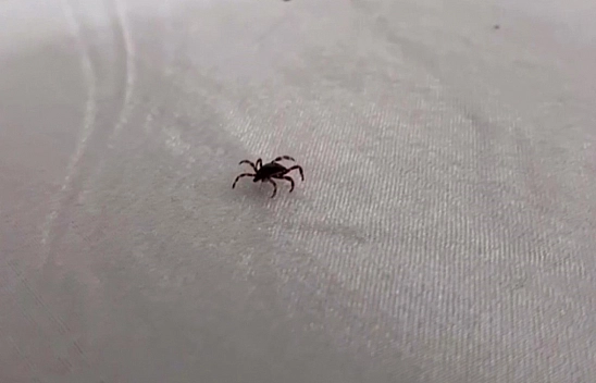 Yozgat'ta kene can aldı.