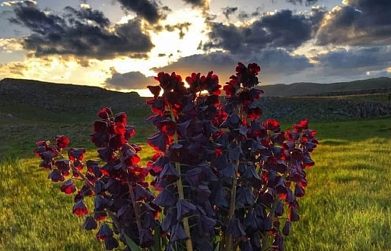 Malatya Ovası Morardı: Sümbüller Şehri Büyülüyor!