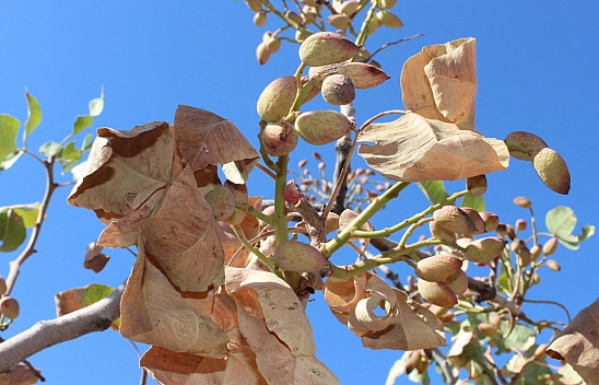 Zirai don kayısıyı, sıcaklar fıstığı vurdu: Malatya ve Siirt'te acı tablo!